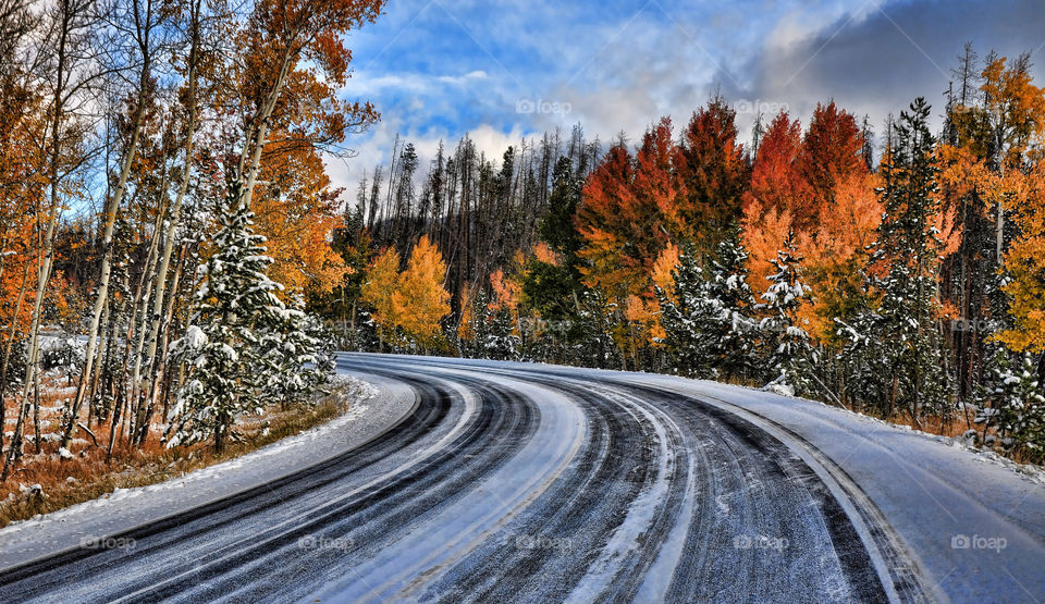 Autumn trees near empty road