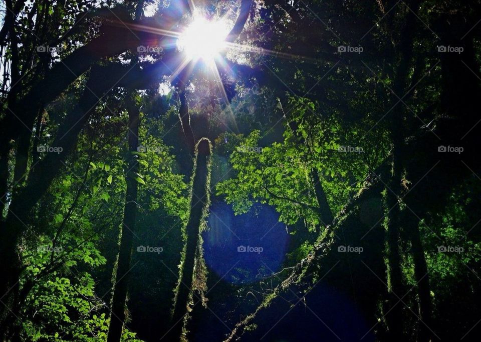 Sun in the trees