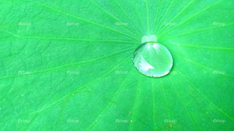 Water on a leaf