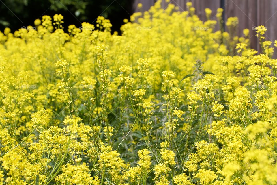 rapeseed flowers at the fence