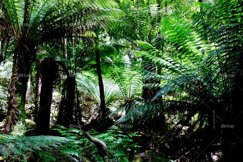 Scenic view of tasmania forest