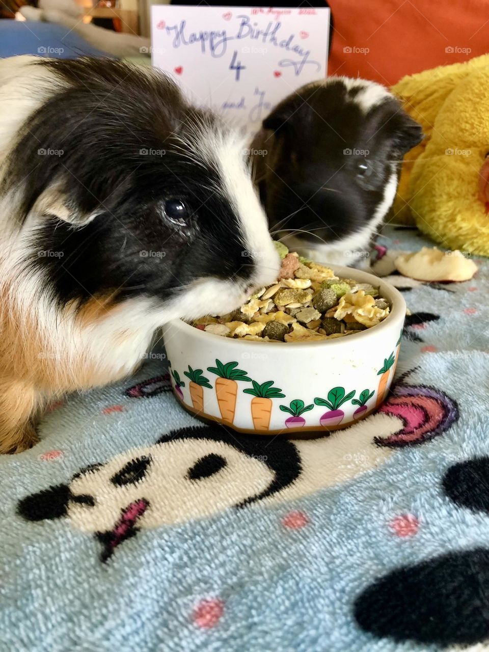 Hungary little boy Guinea pigs 