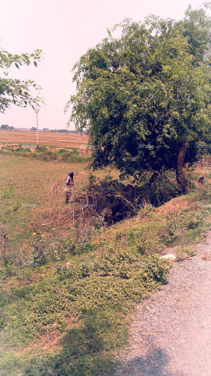 UP India under a man tree