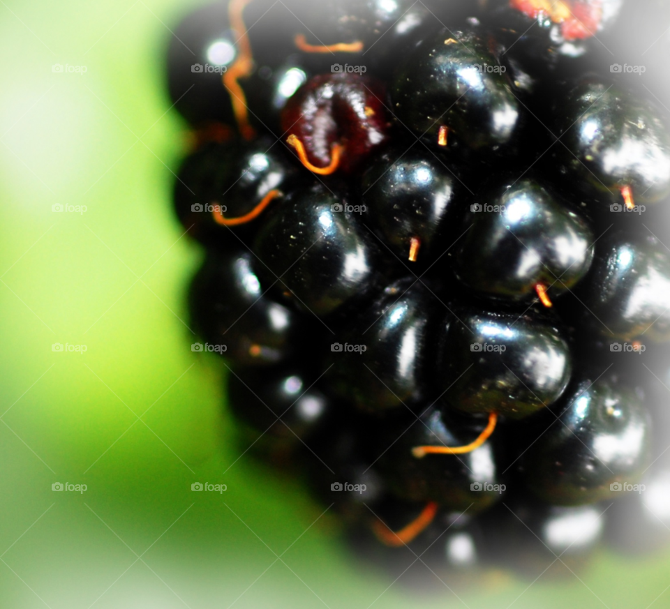 berry wild blackberry dewberry by lightanddrawing