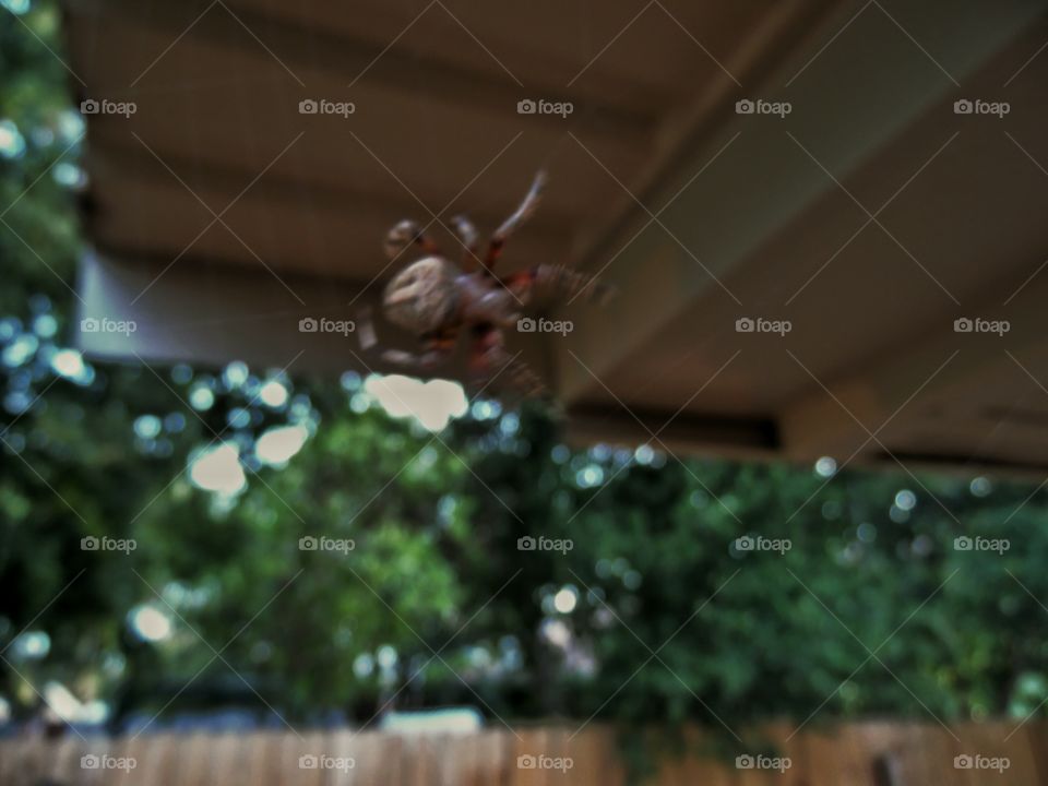 spider web. This is a picture of a spider web that is hanging on my back patio. 👣 🚶 🏃 🔥 💨