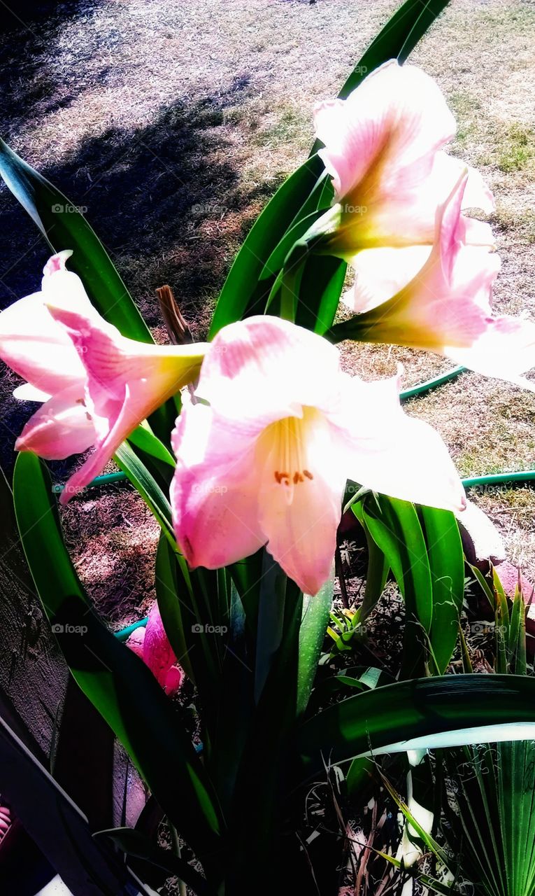 Easter lily's  quadruplet of pink blooms