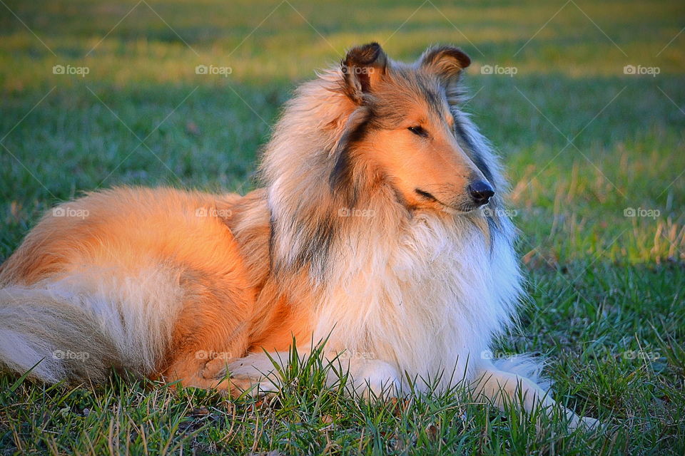 Dog sitting on grass