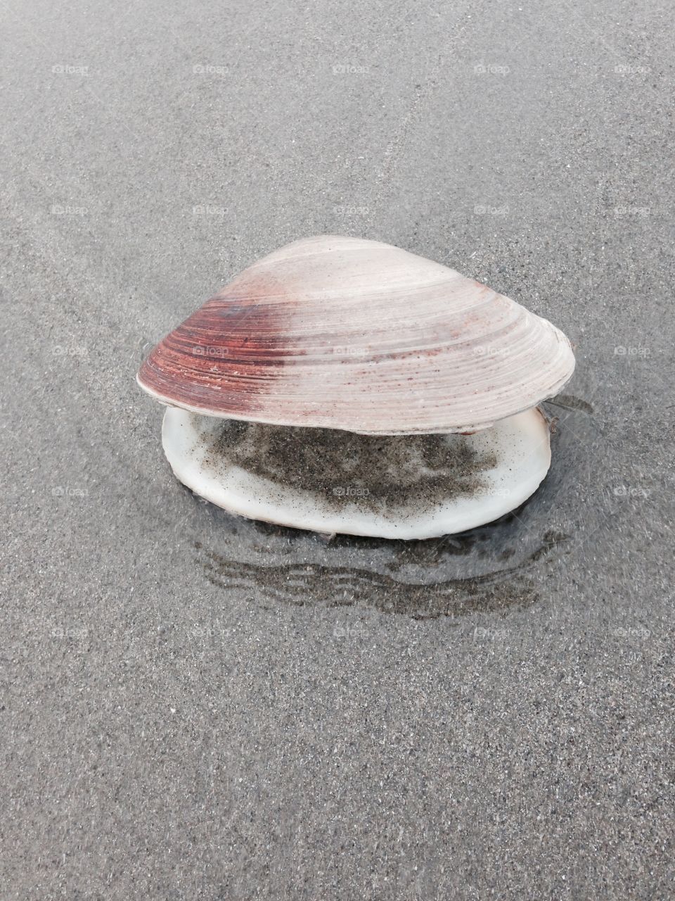Clam shell. It's fun to come along an intact clam shell