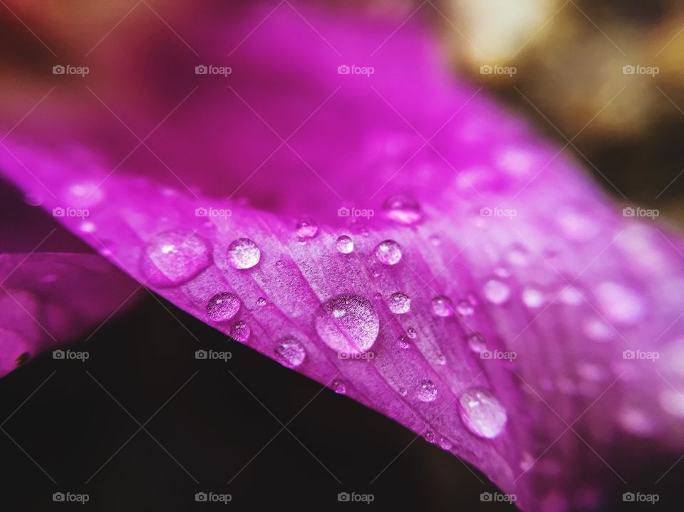 Flower, Dew, Nature, Flora, Rain