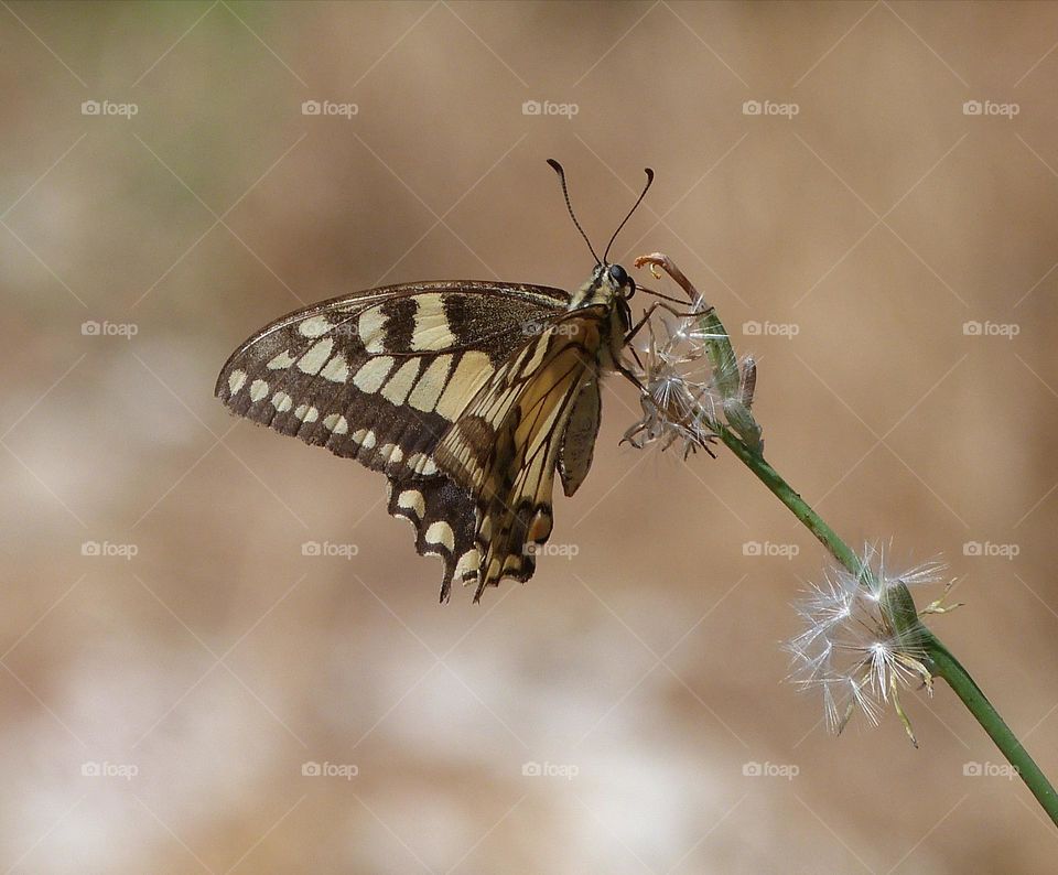Swallowtail