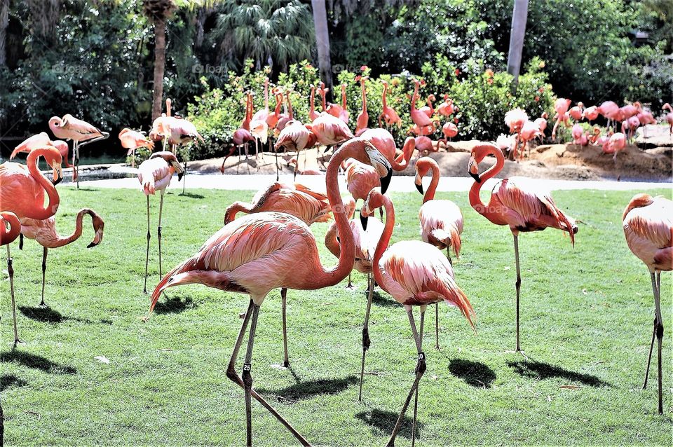 Flamingos