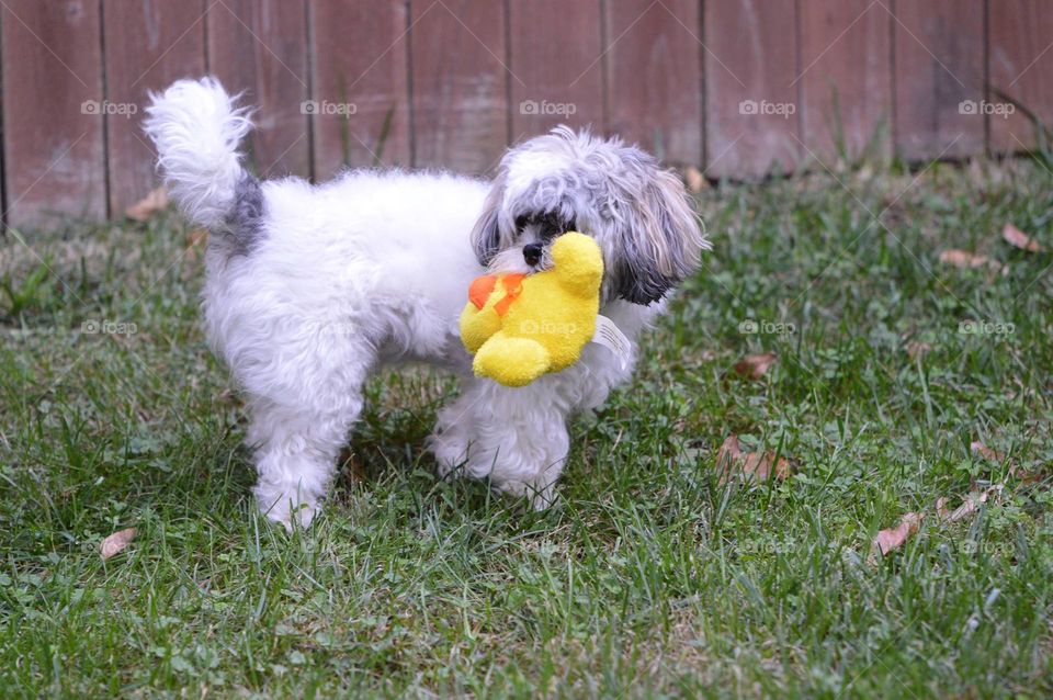 dog and duck toy