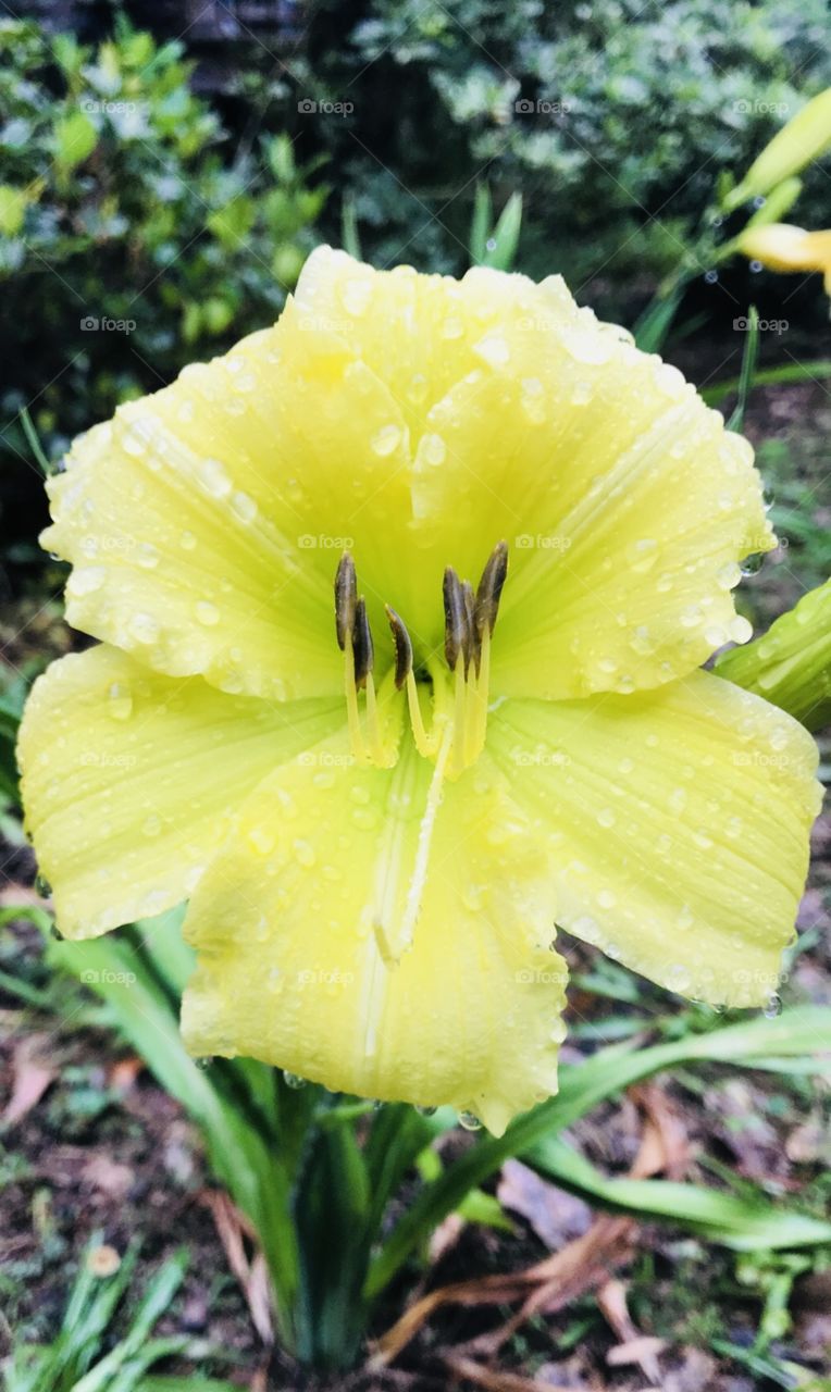 Beautiful ray of sunshine in the South Georgia woods enjoying raindrops exhibited by this Day Lily. 