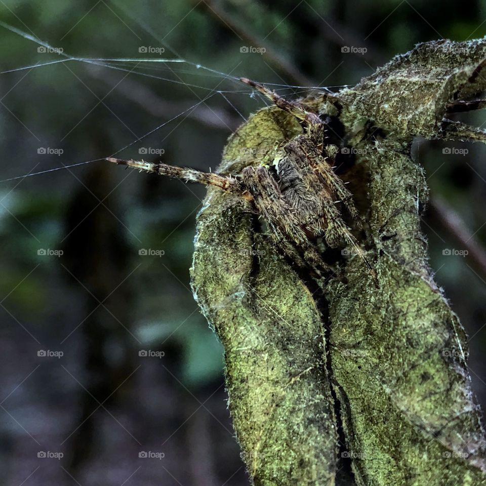 Arachnouflage