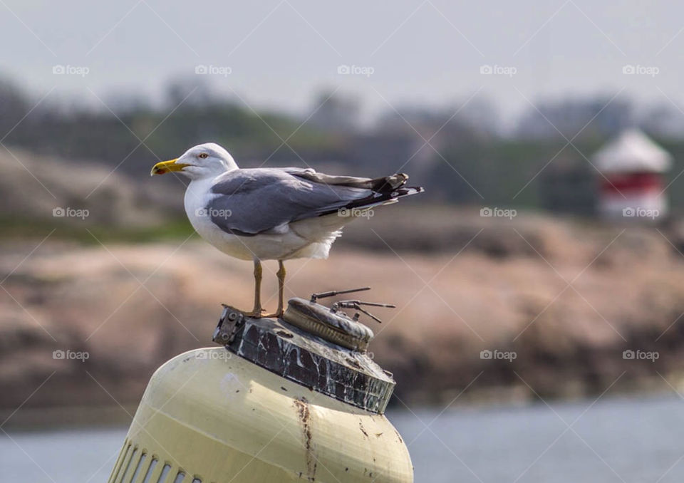 nature birds animals seagull by nakoda