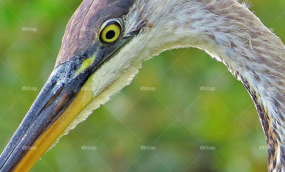 Great Blue Heron eyes