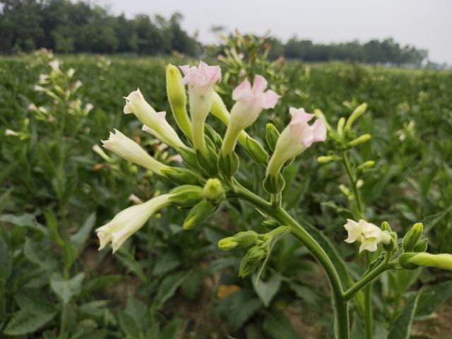 Green Leaf & White Flowers