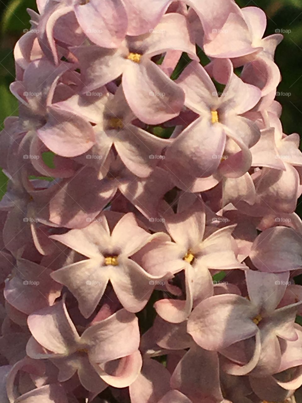 Pink lilac blooms 
