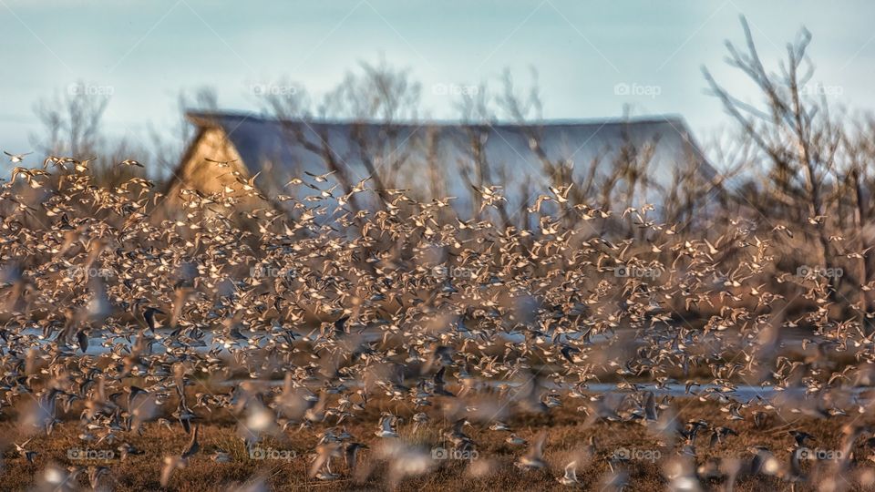 Barn and Birds