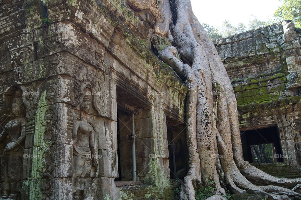 Ta Prohm Temple Tree
