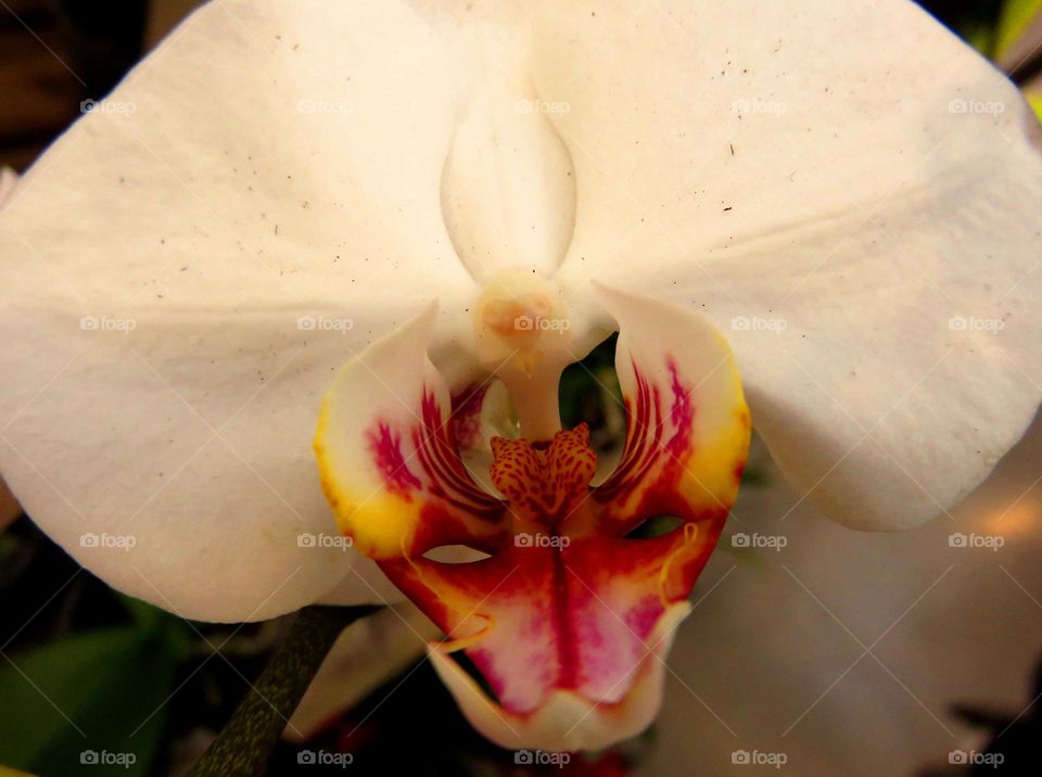 White orchid blooming