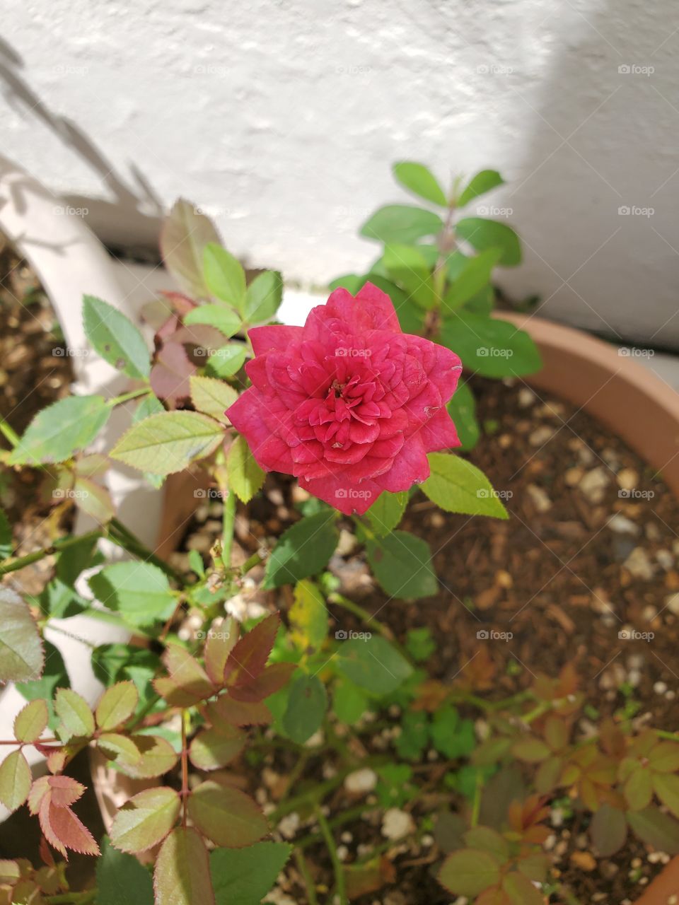 miniature rose