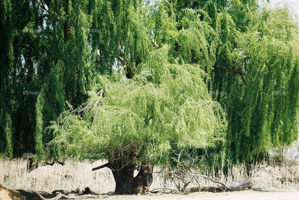 Escape the heat under this tree.