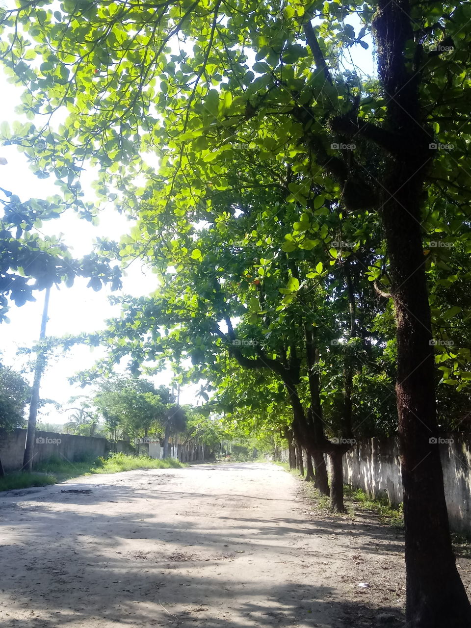 artista amador mais com valor próprio