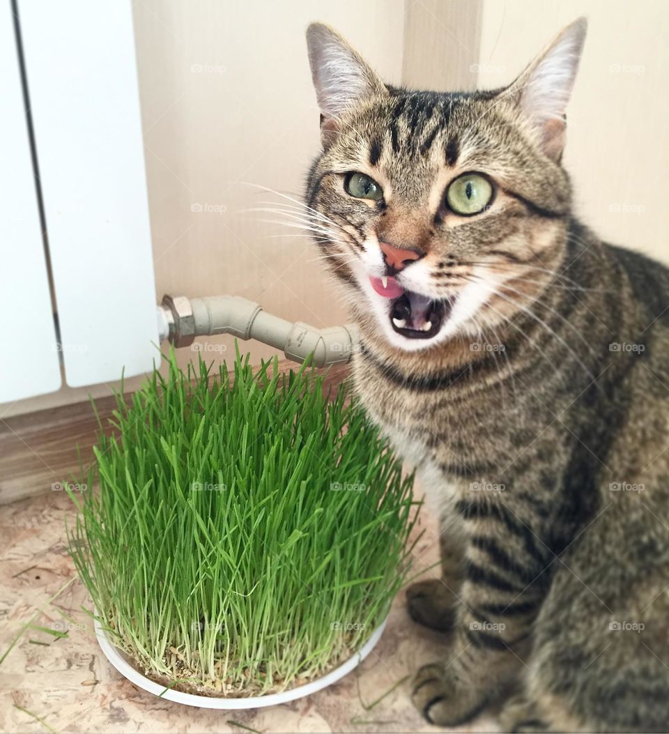 Cat with grass