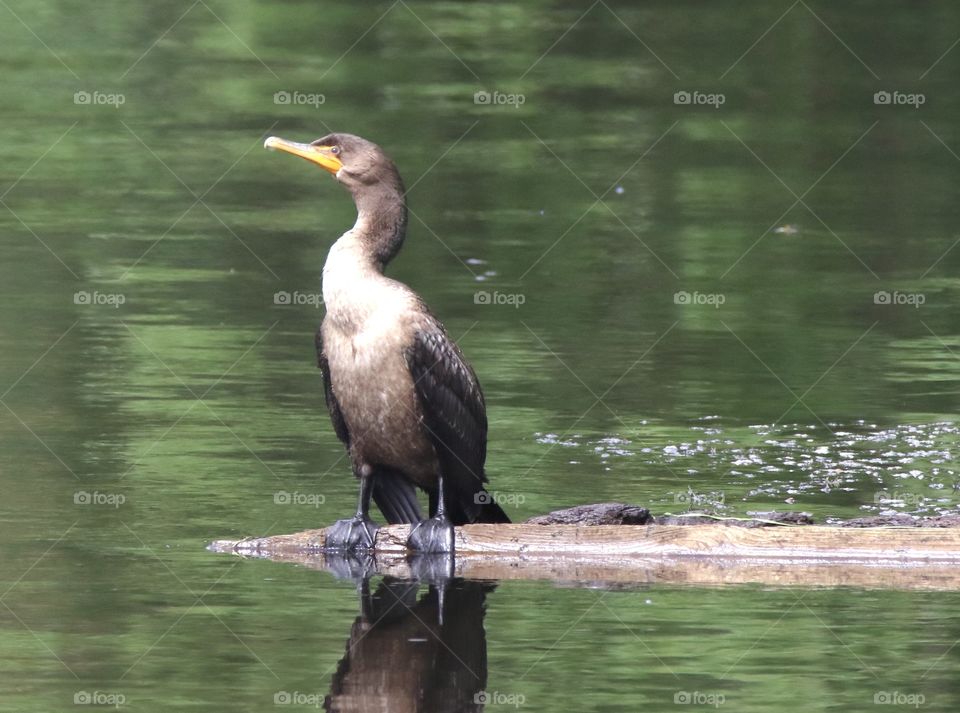 The cormorant sunning himself on the perch. 