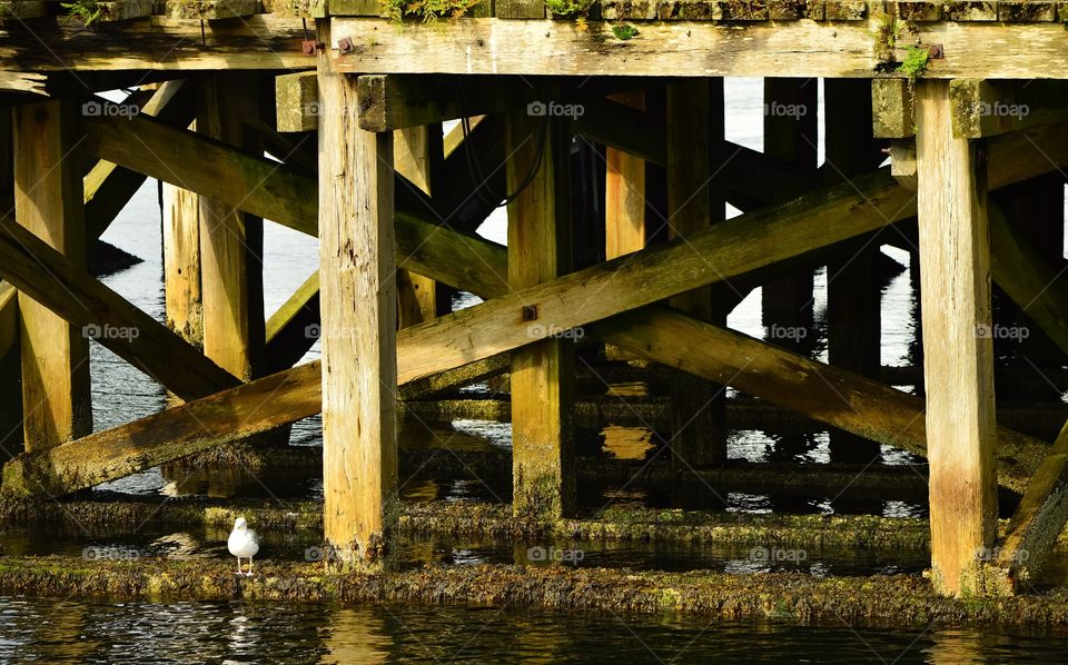 Distant view of seagull