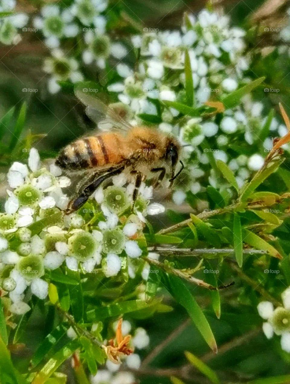 Pollen into honey
