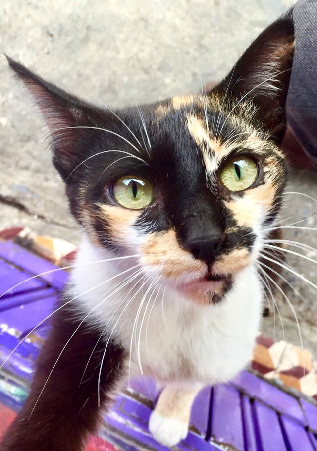Cat photo 