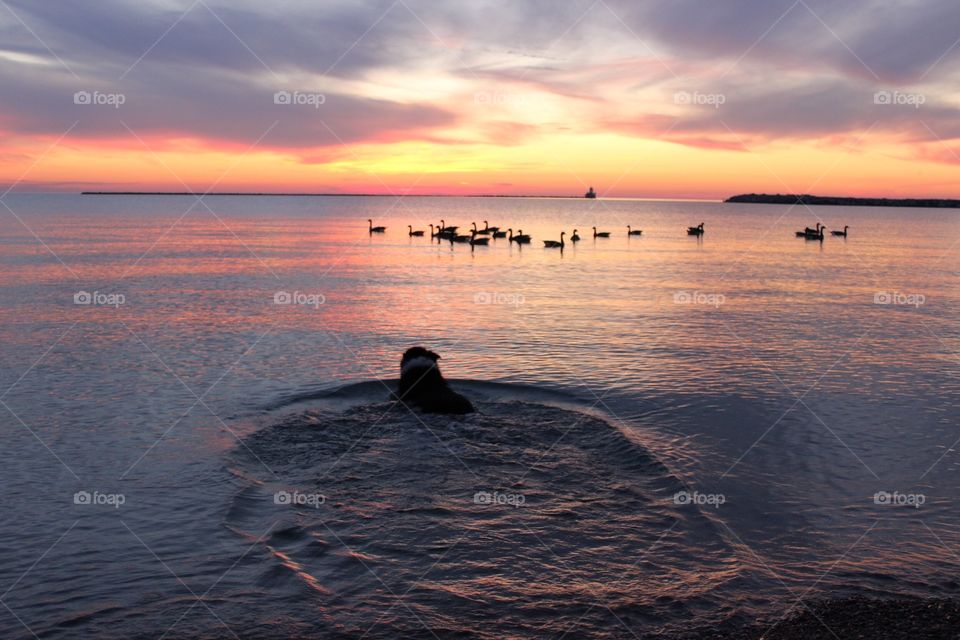 Dog swimming to geese 