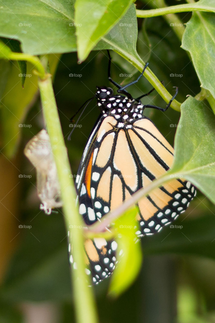 Close-up of butterfly on plant