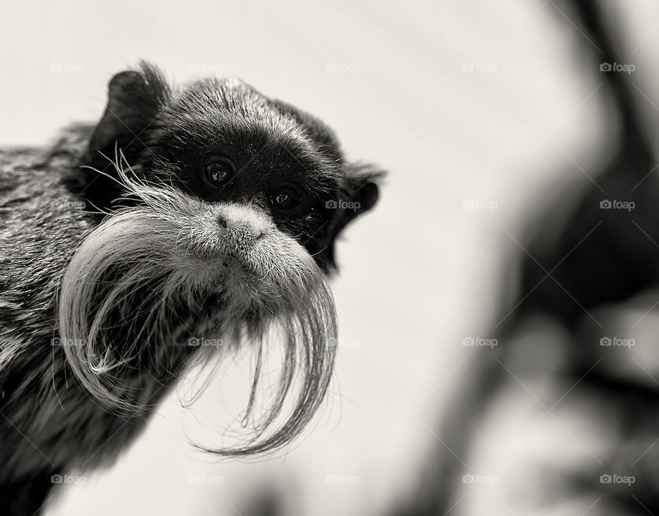 The emperor tamarin monkey portrait 