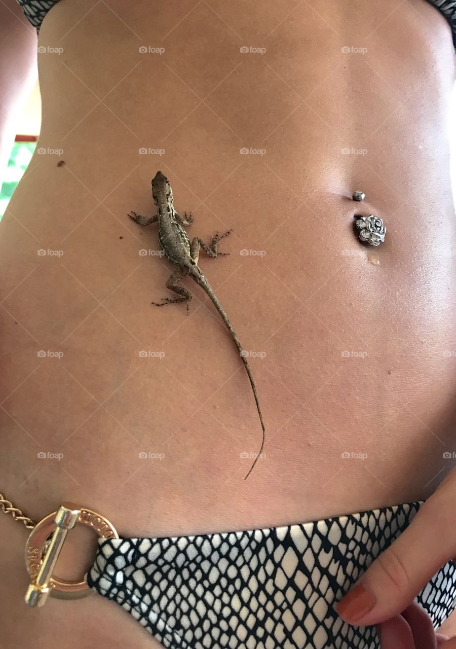 Lizard body