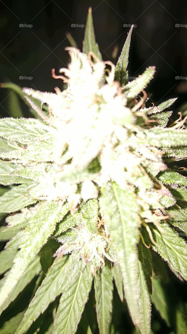 Nature, Leaf, Flora, Medicine, No Person