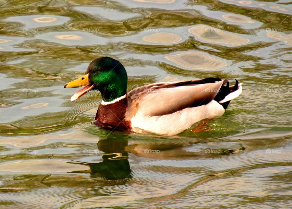 Mallard duck swimming in lake