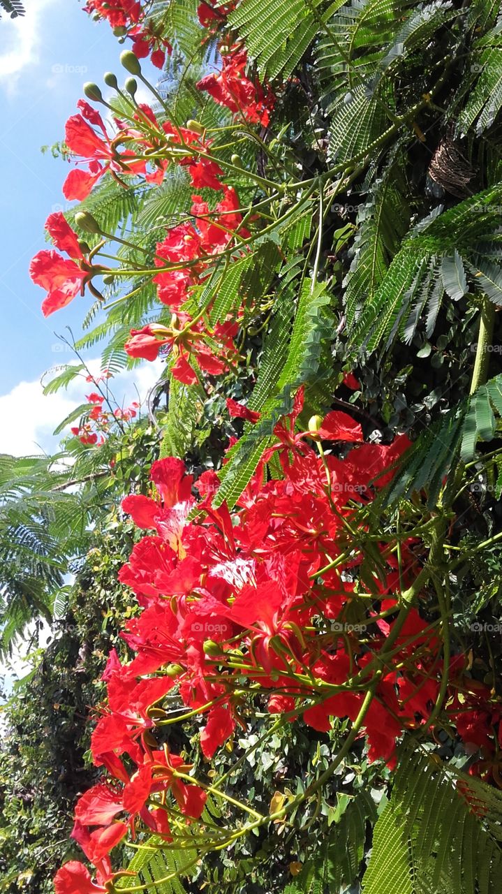 flora brasile
