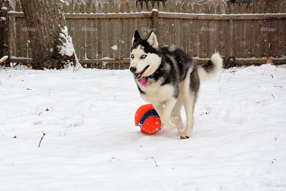 A young Siberian husky is seen in the snow playing with a bright orange ball