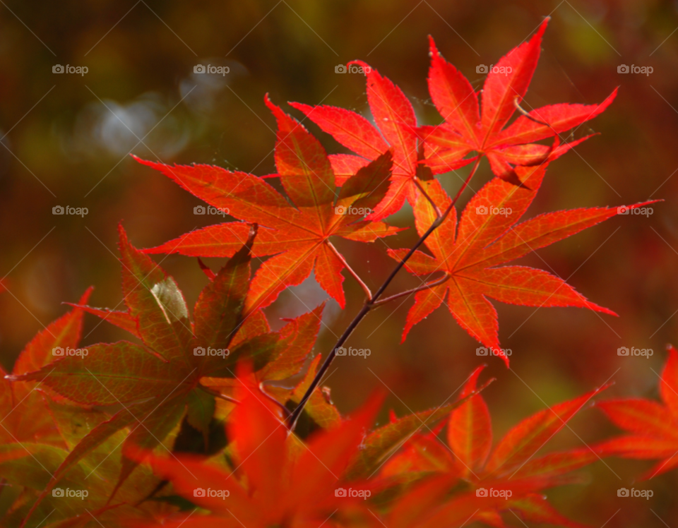 maple leaves red maple red maple leaves by lightanddrawing
