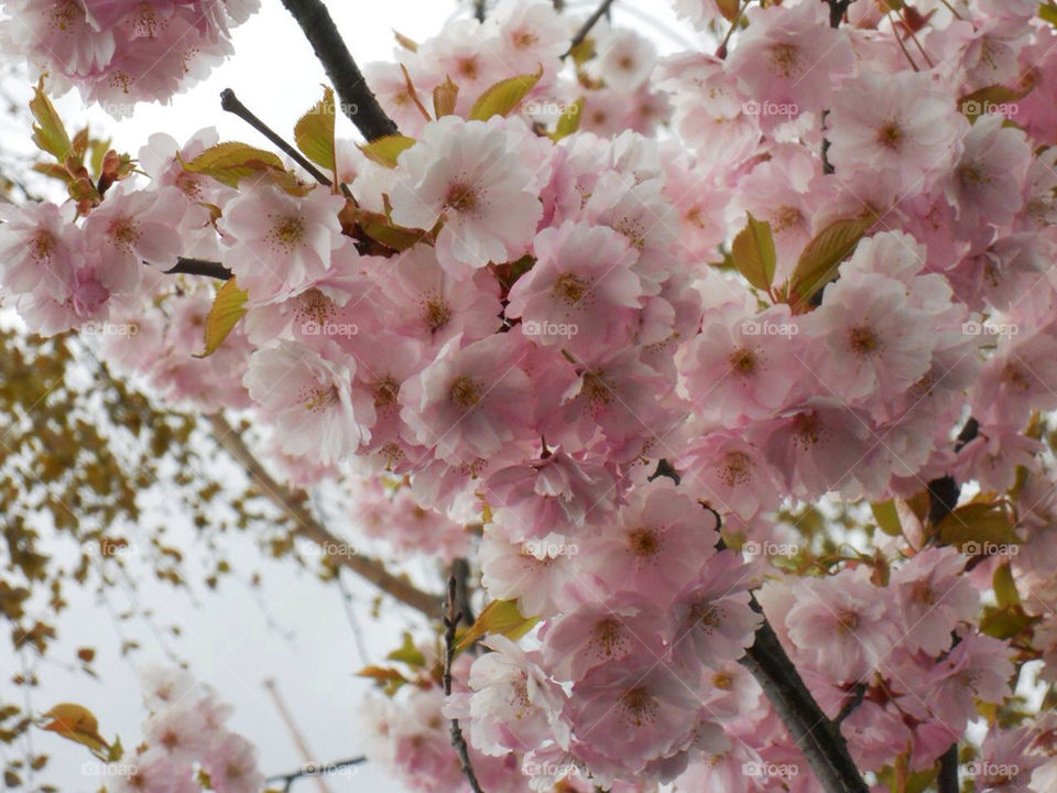 Cherry blossom. Tree in the spring