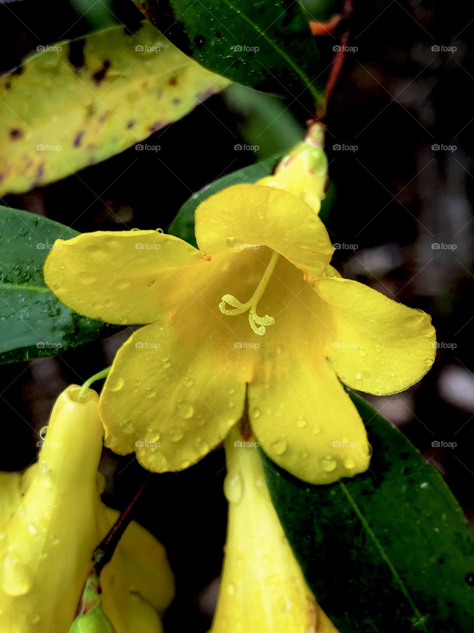 Yellow Flower With Dew