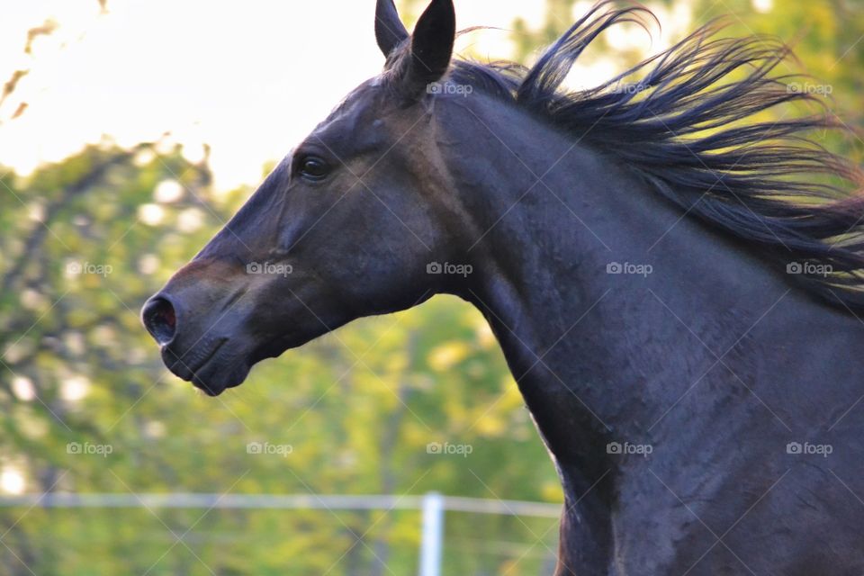 Horse head. Horse head during running