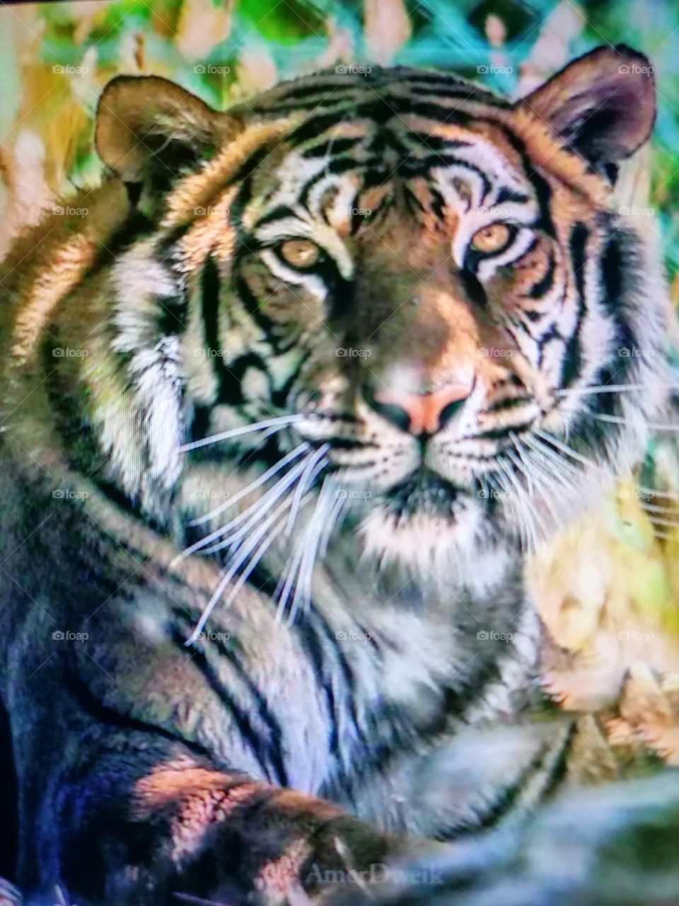 نمر
Tiger