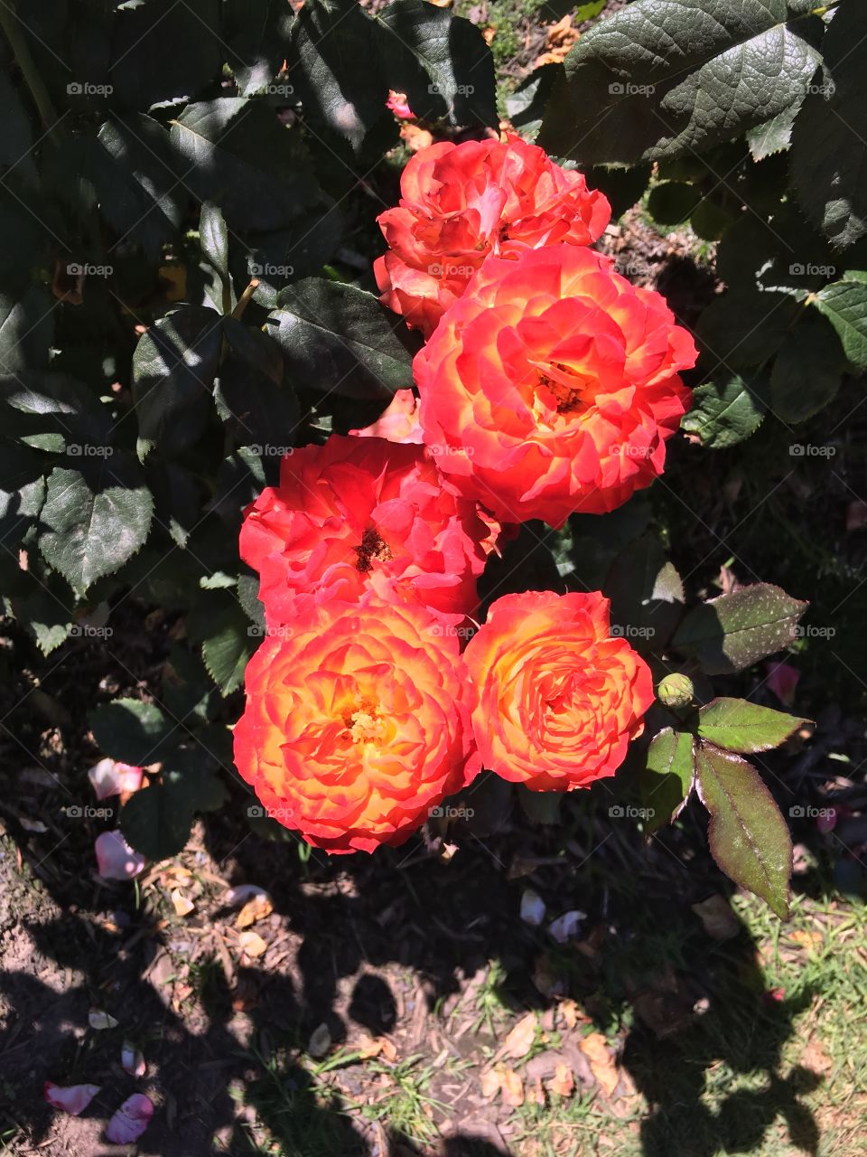Portland Rose garden: Double shaded roses