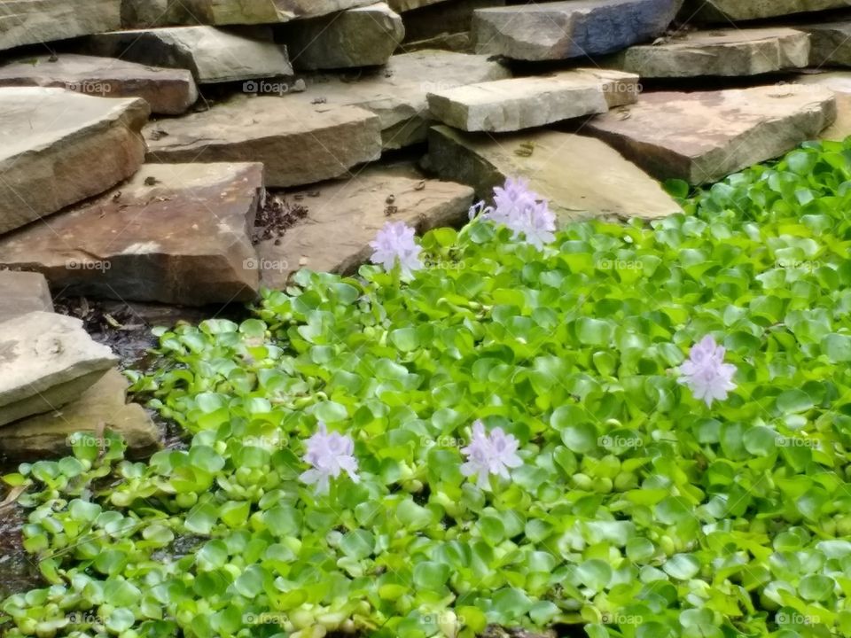 Water Lily Overflow