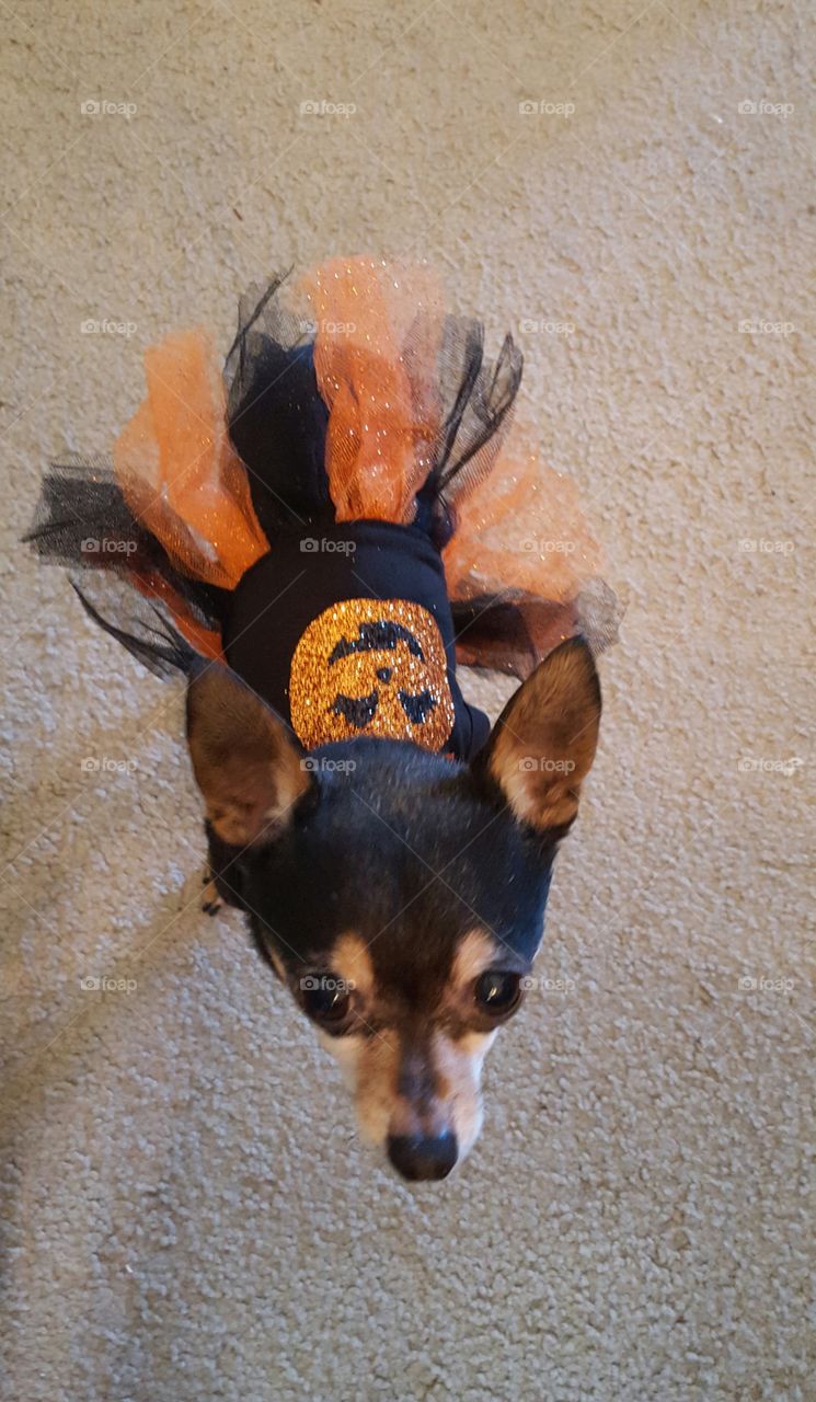 dog pumpkin dress