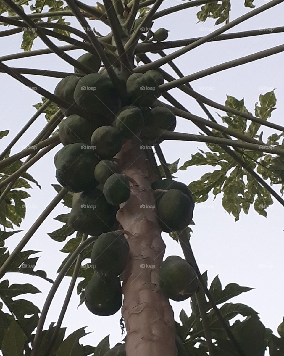 Mamoeiro Mamão Papaia Mamão Havaí Frutas Tropicais Delícia